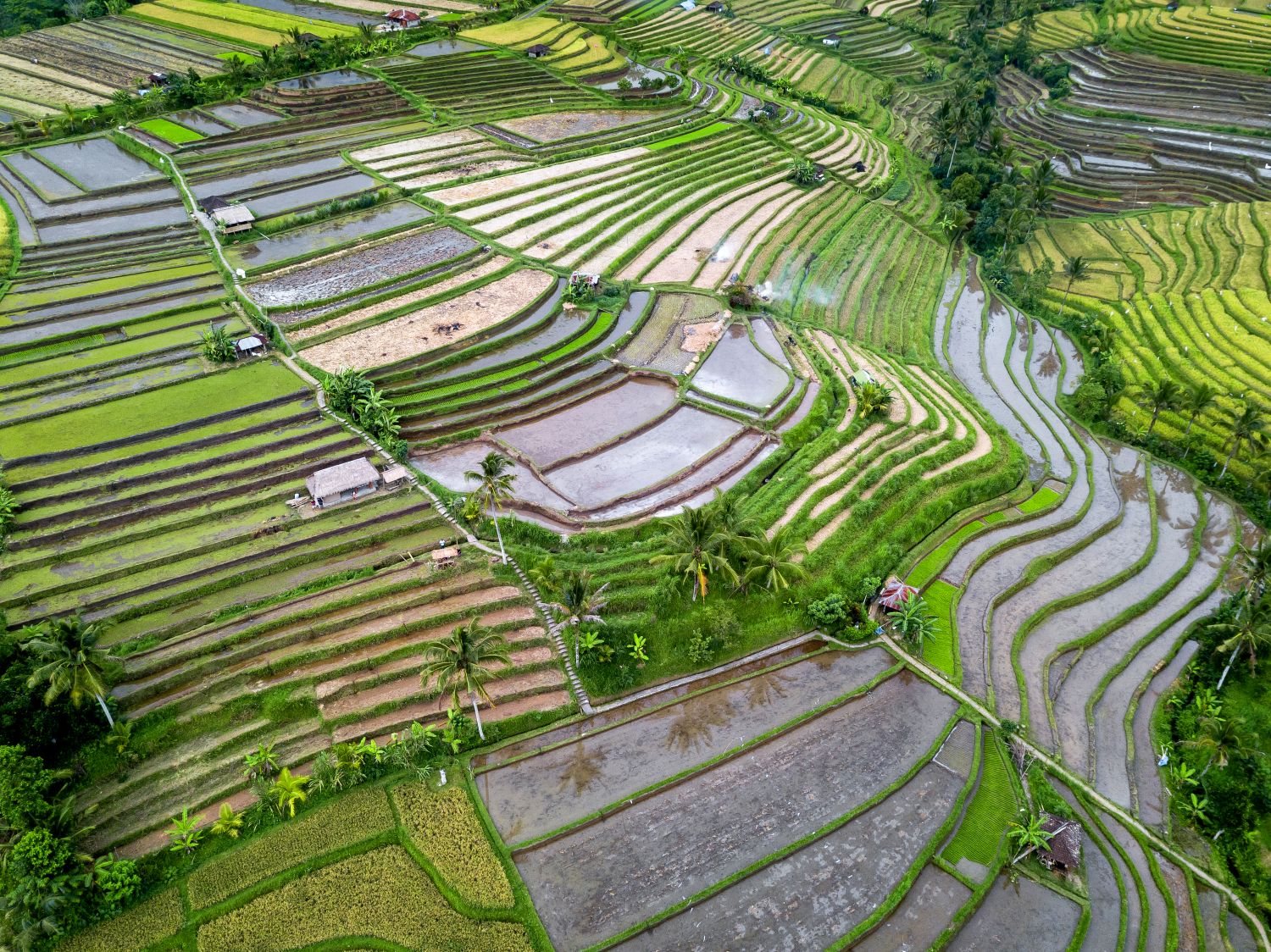Visit the rice terraces.